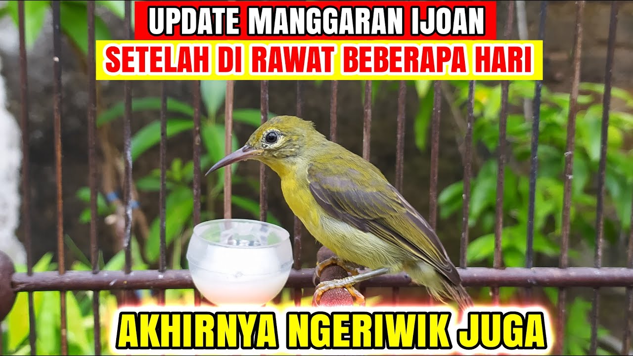 UPDATE KOLIBRI MANGGAR IJOAN❗TERNYATA BERMENTAL BAJA CALON GACORAN❗