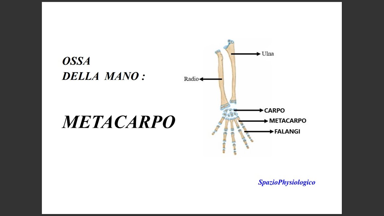 Ossa della mano: Metacarpo