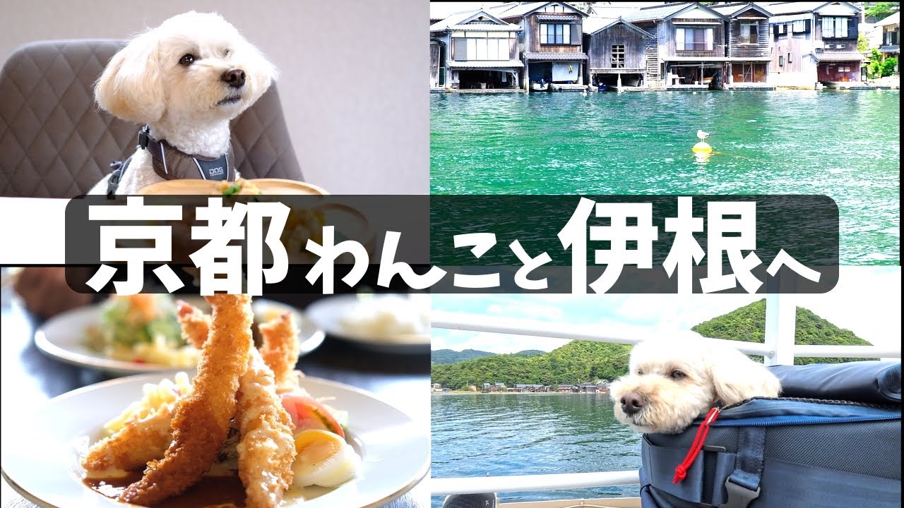 京都🐕伊根にわんこと行ってきた！ドギーズリゾート伊根温泉 / ＃犬連れ旅 #犬と泊まれるホテル  #舟屋