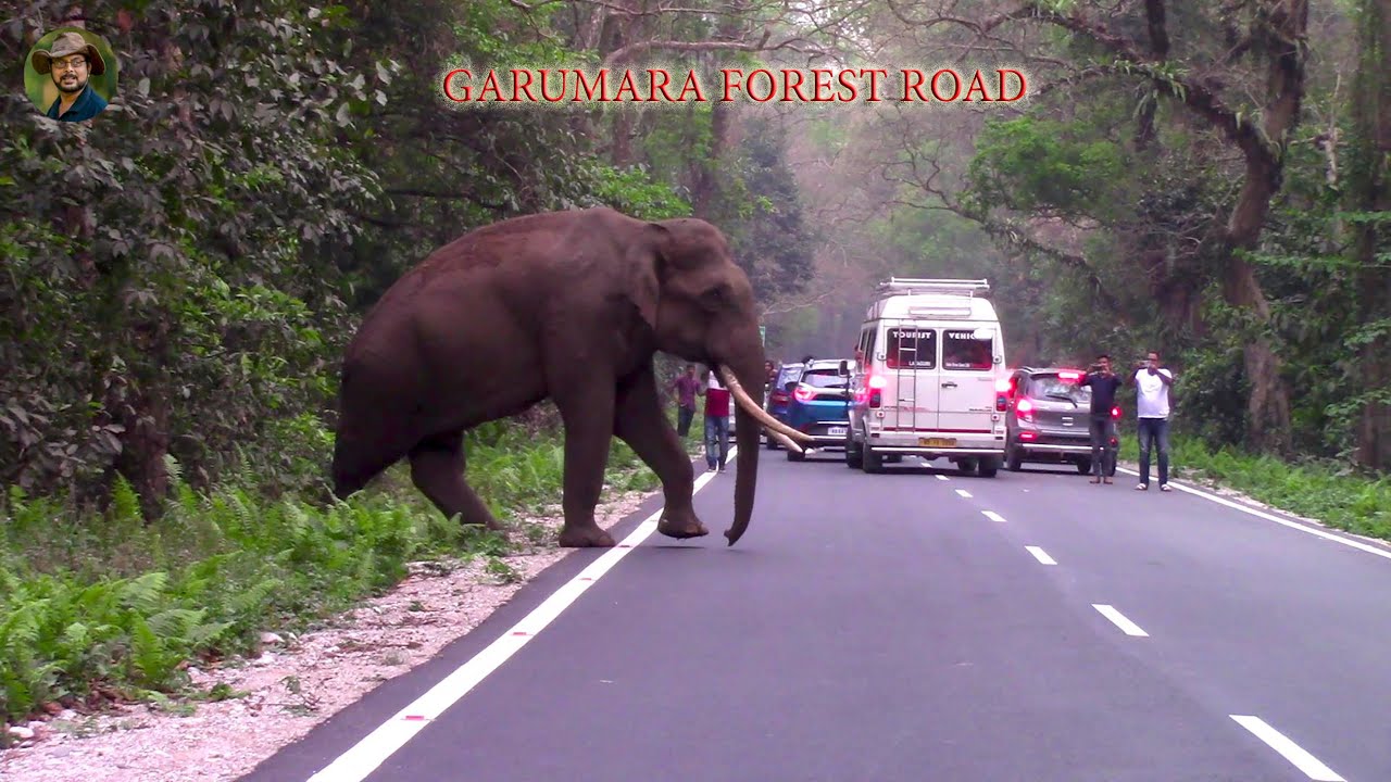 Leg Injured #Elephant# at #GARUMARA# #FOREST# ROAD.