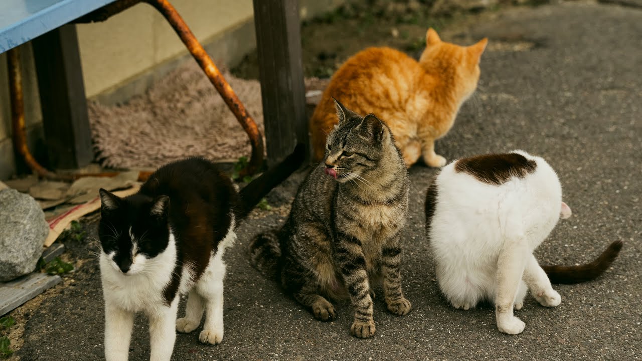 【猫島へひとり旅】人よりも猫が多い瀬戸内海の猫島 香川県佐柳島 4K