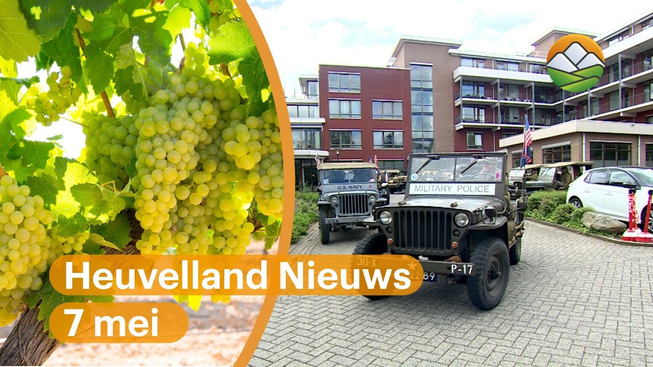 Heuvelland Nieuws: Slechte wijnoogst voor wijnboeren Heuvelland