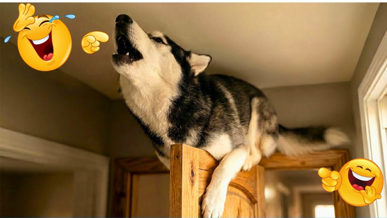Smarty Funny Animals Video Compilation 😹🐶 The Funniest Dog Moments Compilation😹