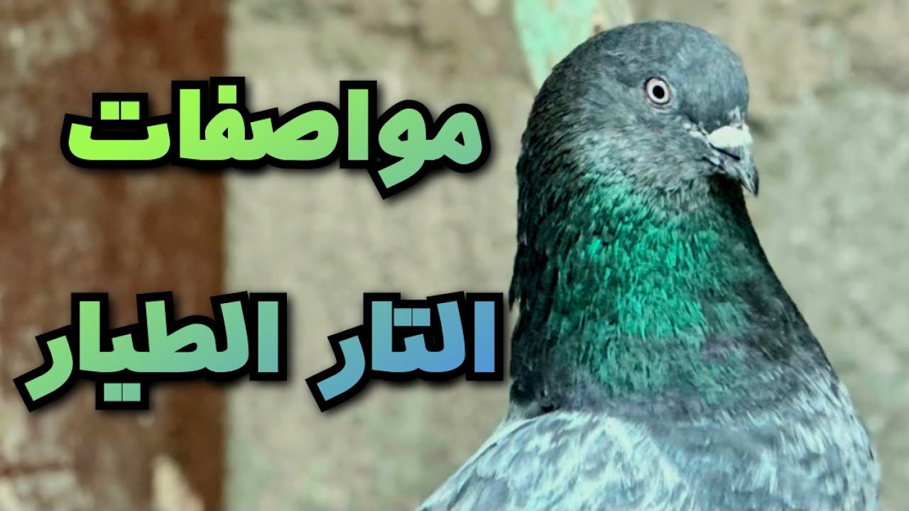 مواصفات الطير الطيار