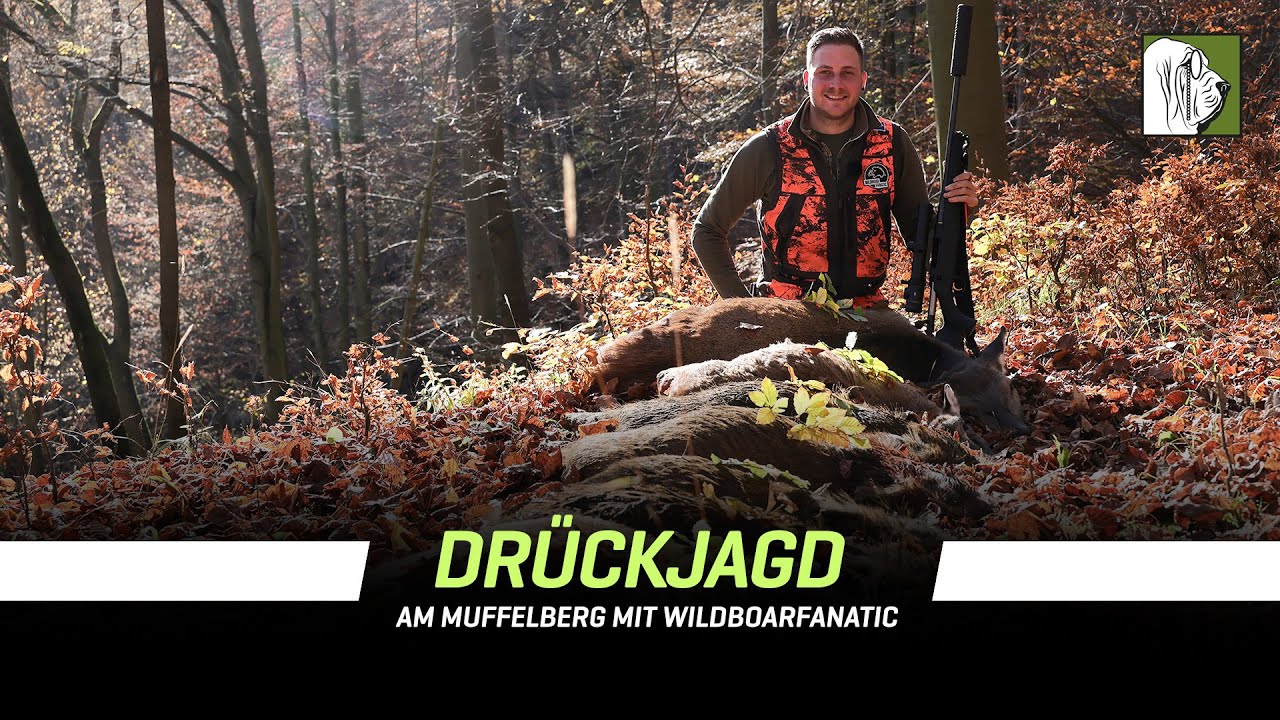 Der Muffelberg - Drückjagd mit @WildboarFanatic