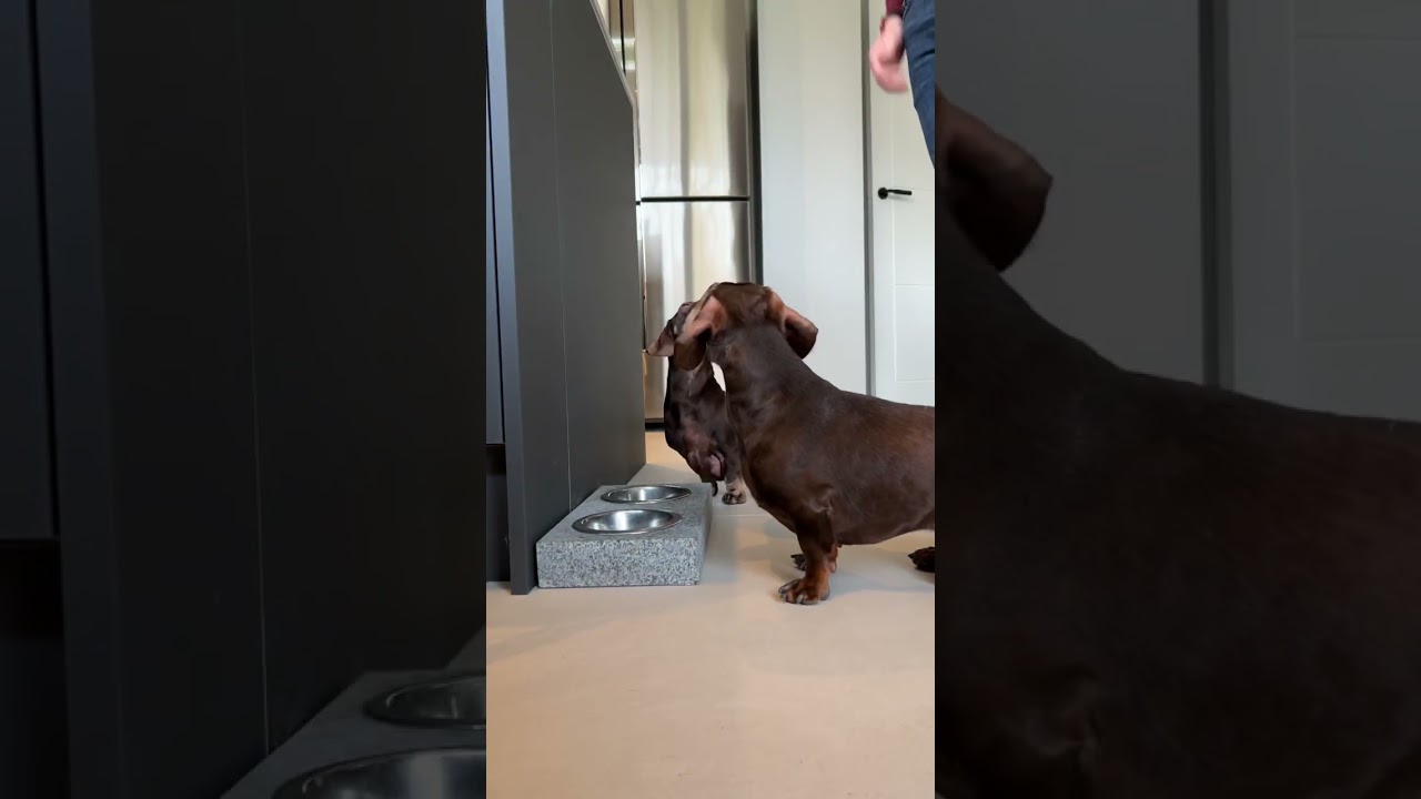 Day in the life of Jacob 🐾 #dayinthelife #dayinmylife #dachshund #dog