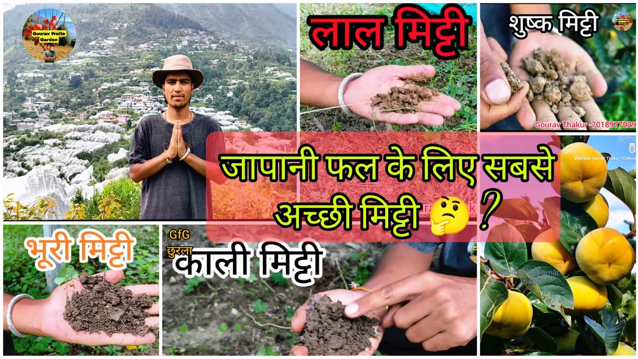 The Persimmon Village Chhurla | छुरला गाँव के जापानी के बागीचे। #Fuyu #persimmon #kaki fruts