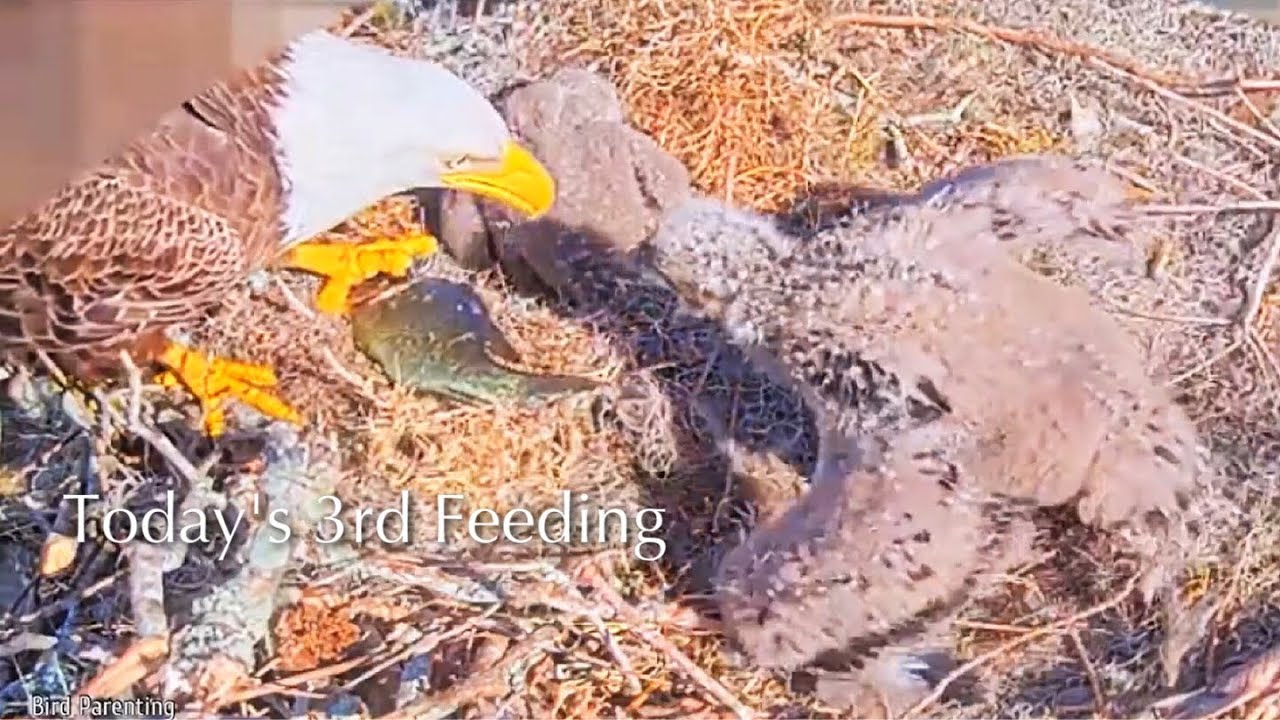 #201🦅🐥30°🐥25°／Winter Park Eagle Nest 2026／Against All Odds:One-Eyed Mom／by Winter Park Eagle Cam