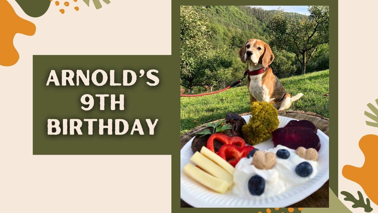 Beagle 9th Birthday! #106 | Arnold The Beagle