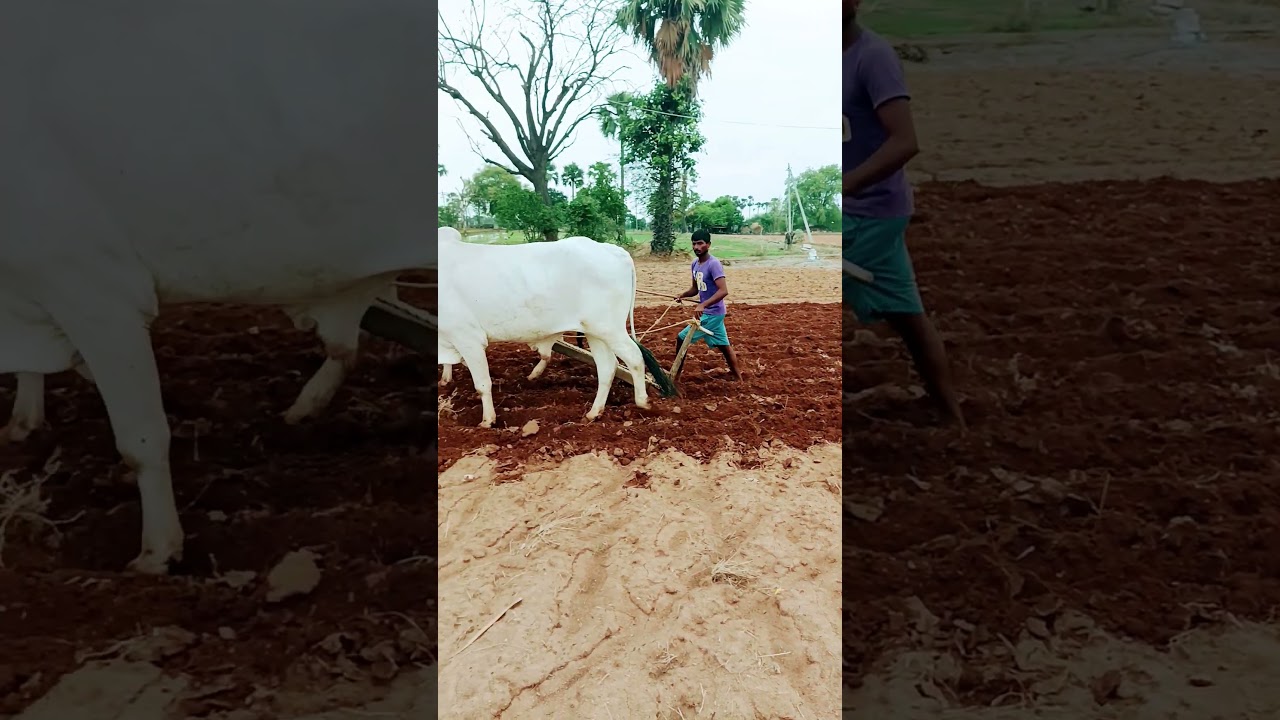 Krgsrinivas #farming #agriculture #cow #farmer