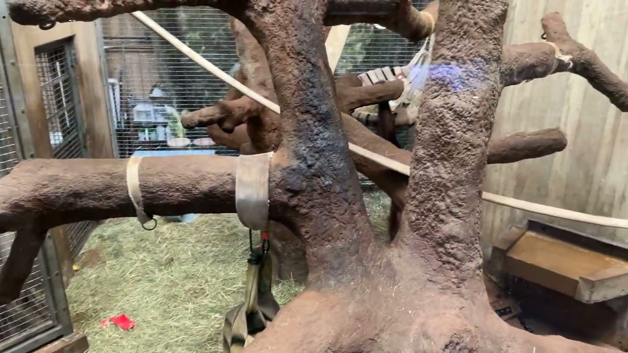 Smithsonian National Zoological Park   Great ape house