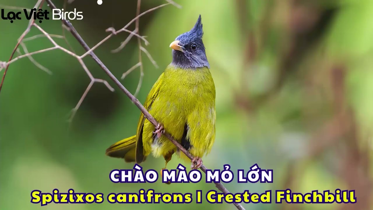 CHÀO MÀO MỎ LỚN HÓT | Spizixos canifrons  (Crested Finchbill)