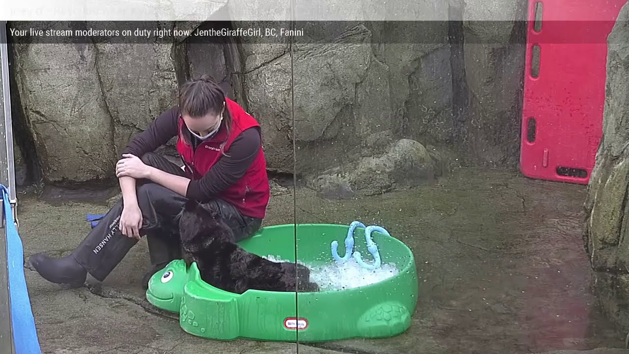 Shelldon visits Joey... and Joey grooms his caretaker