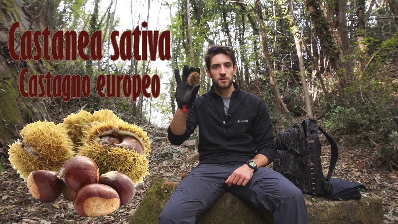 IL CASTAGNO - specie vegetali utili per la sopravvivenza (ep.4)