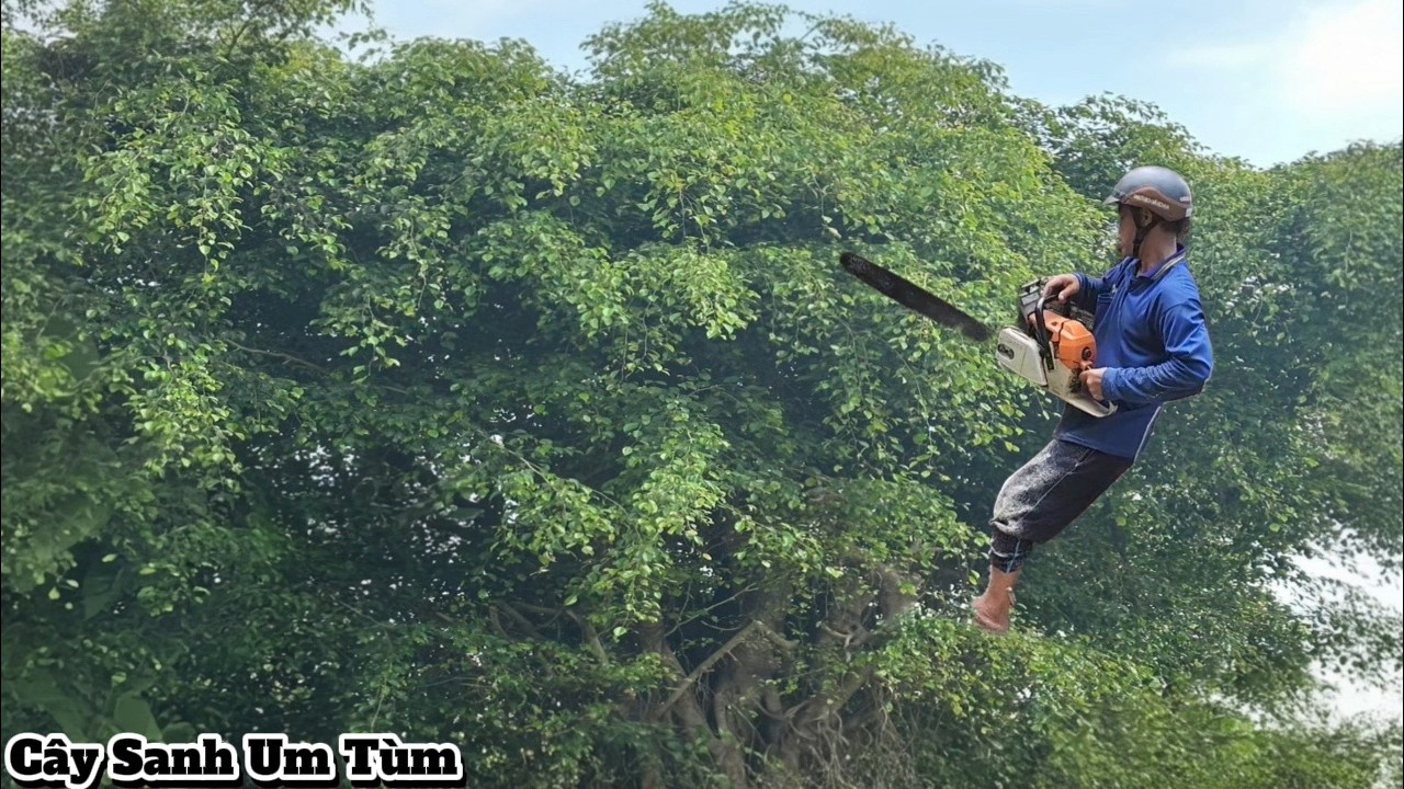 Cưa Dọn Dẹp C&acirc;y Sanh Mọc Um T&ugrave;m / Cutting down and clearing banyan tree | P265