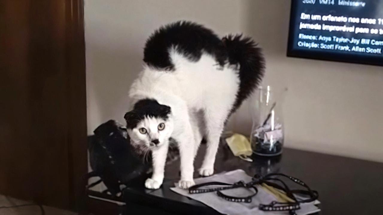 CATS: Totally Bonkers and Unpredictably Weird