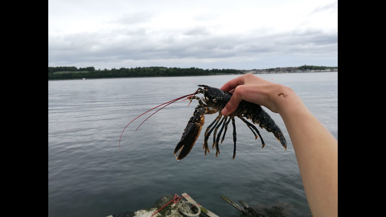 LOBSTER FISHING: How To Catch Lobster From The Shore