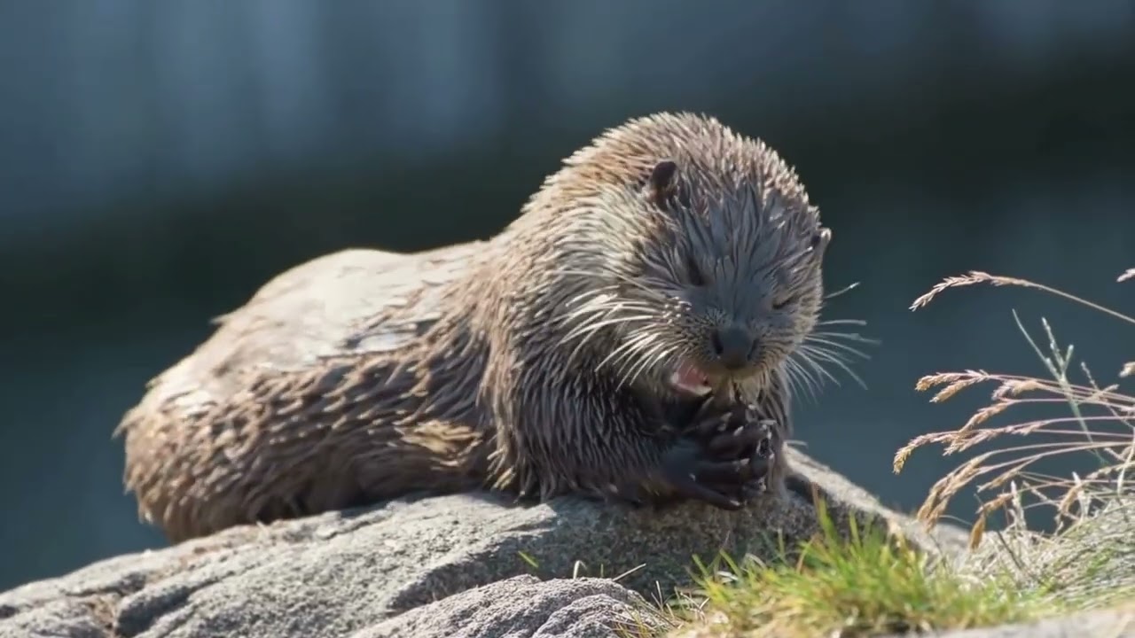 Kids Edition | Otters - 10 Secrets Revealed