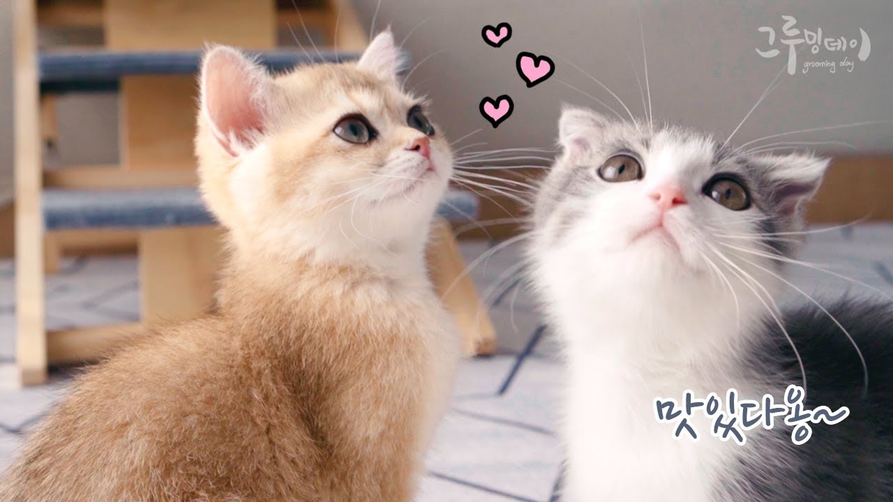 고양이 간식 먹방, 고양이 간식 템테이션 후기 / 그루밍데이 cat vlog