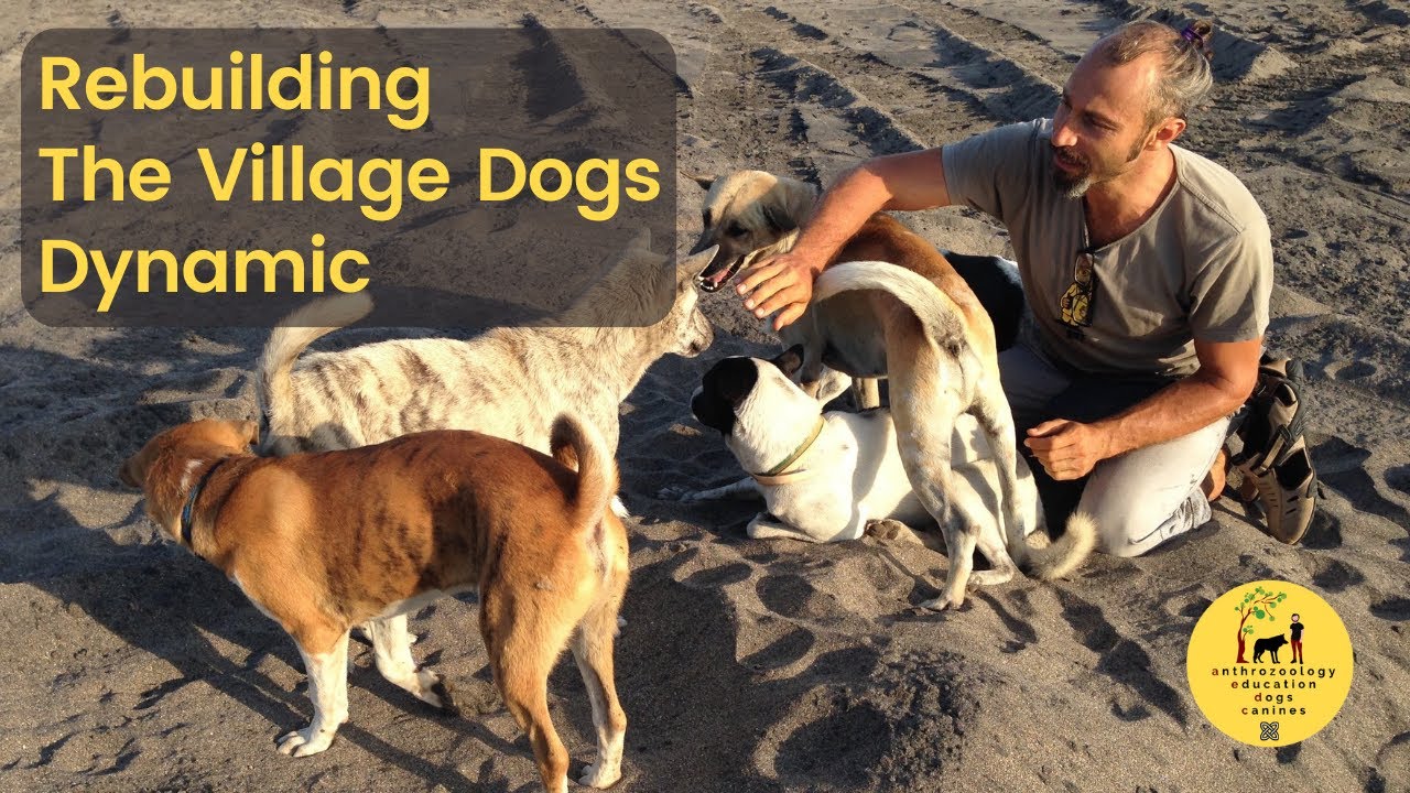 Adopting Free-ranging Dogs: Rebuilding The Village Dynamic