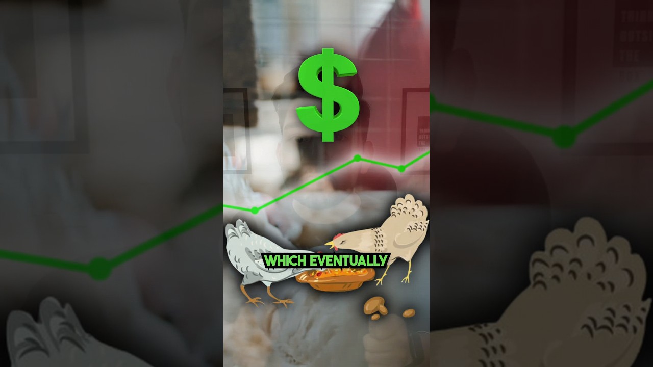 CHICKEN PRICES are going to increase 📈