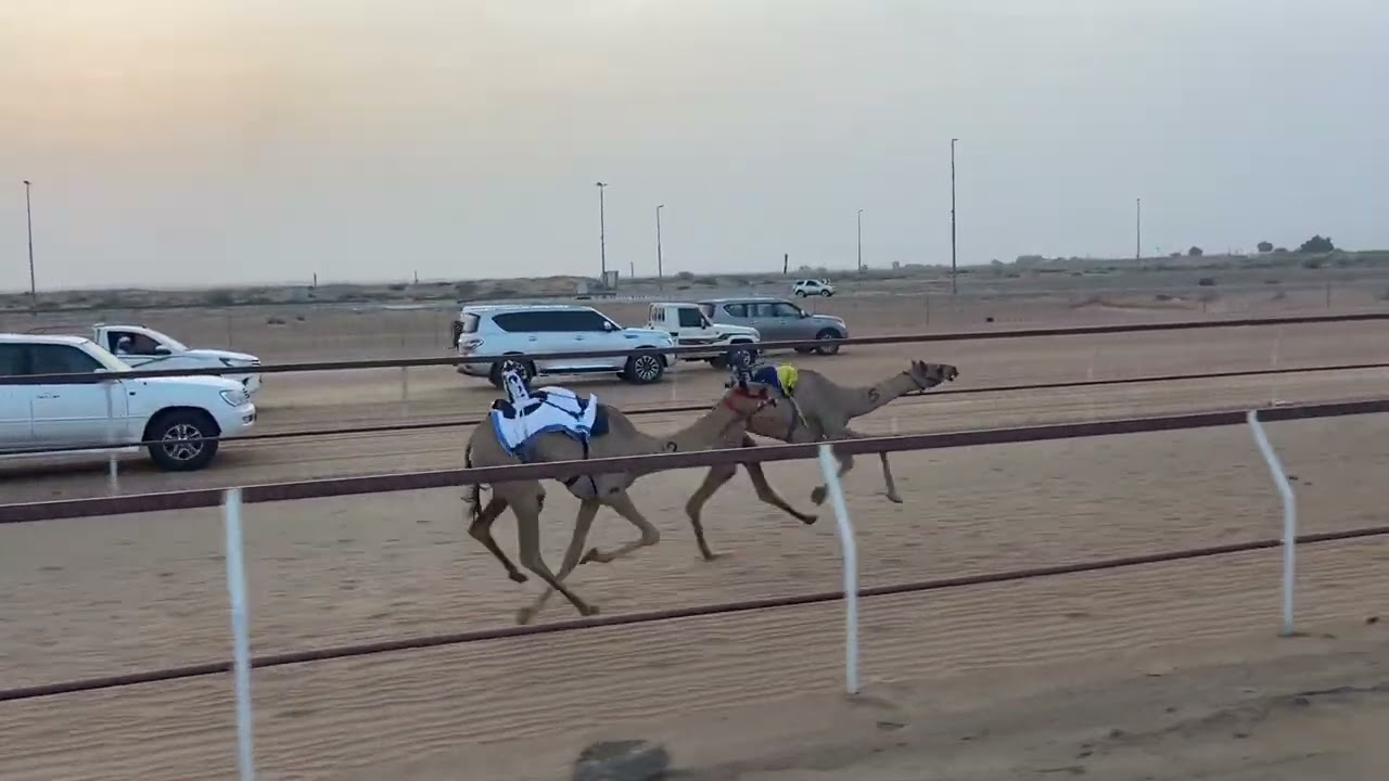 ١٦ أغسطس، ٢٠٢٥