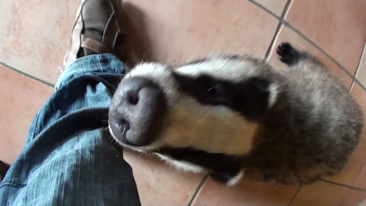 Dachs k&auml;mpft gegen Hose an/badger fights against a pair of jeans