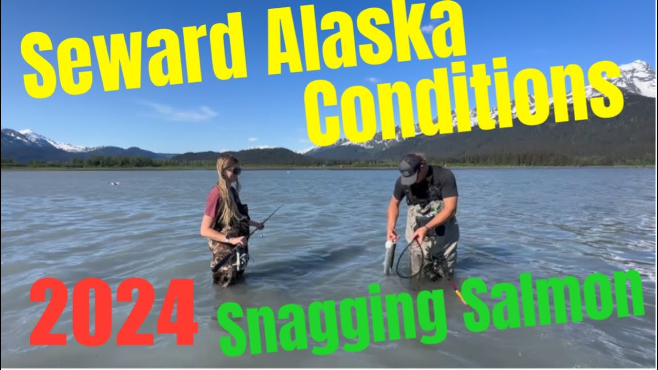 Current Seward Alaska Salmon Snagging Report late June 2024