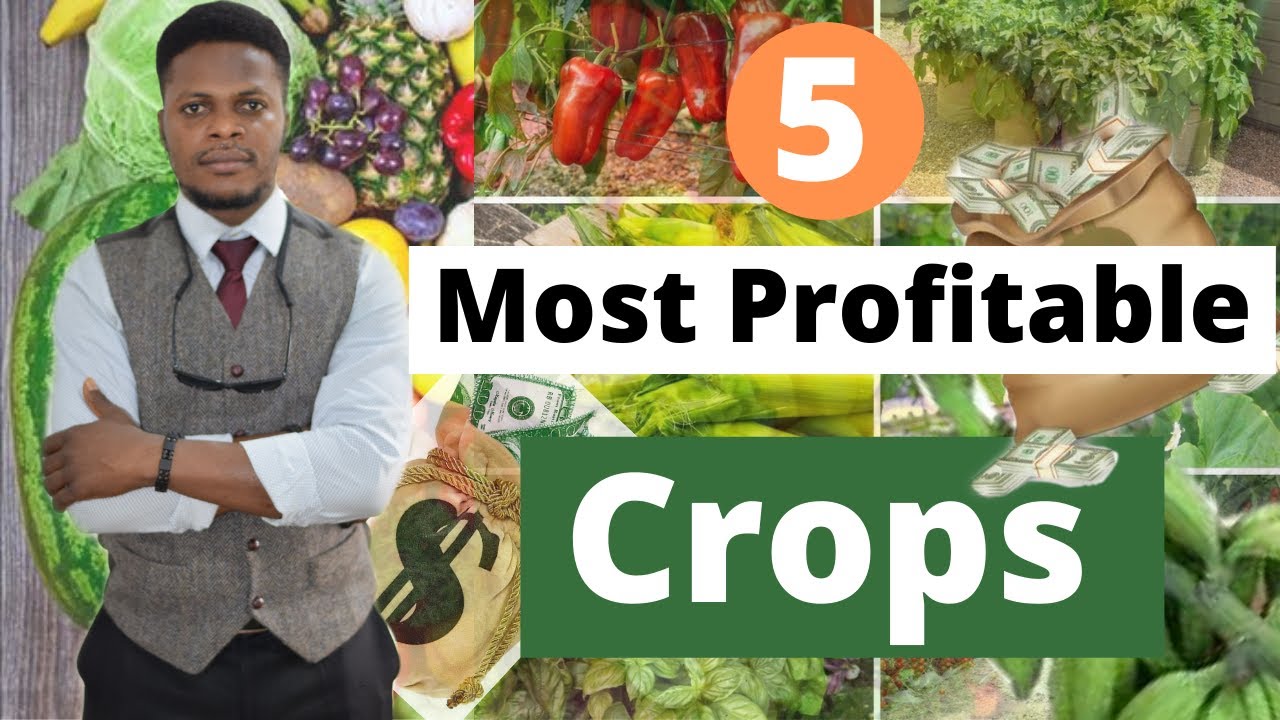 MOST PROFITABLE CROPS (2022); five most profitable crops/ profitable crops/ top crops/ Nigeria farms