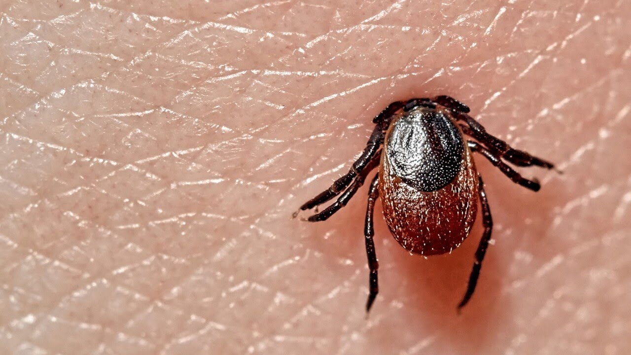 University at Buffalo conducting Lyme disease vaccine study