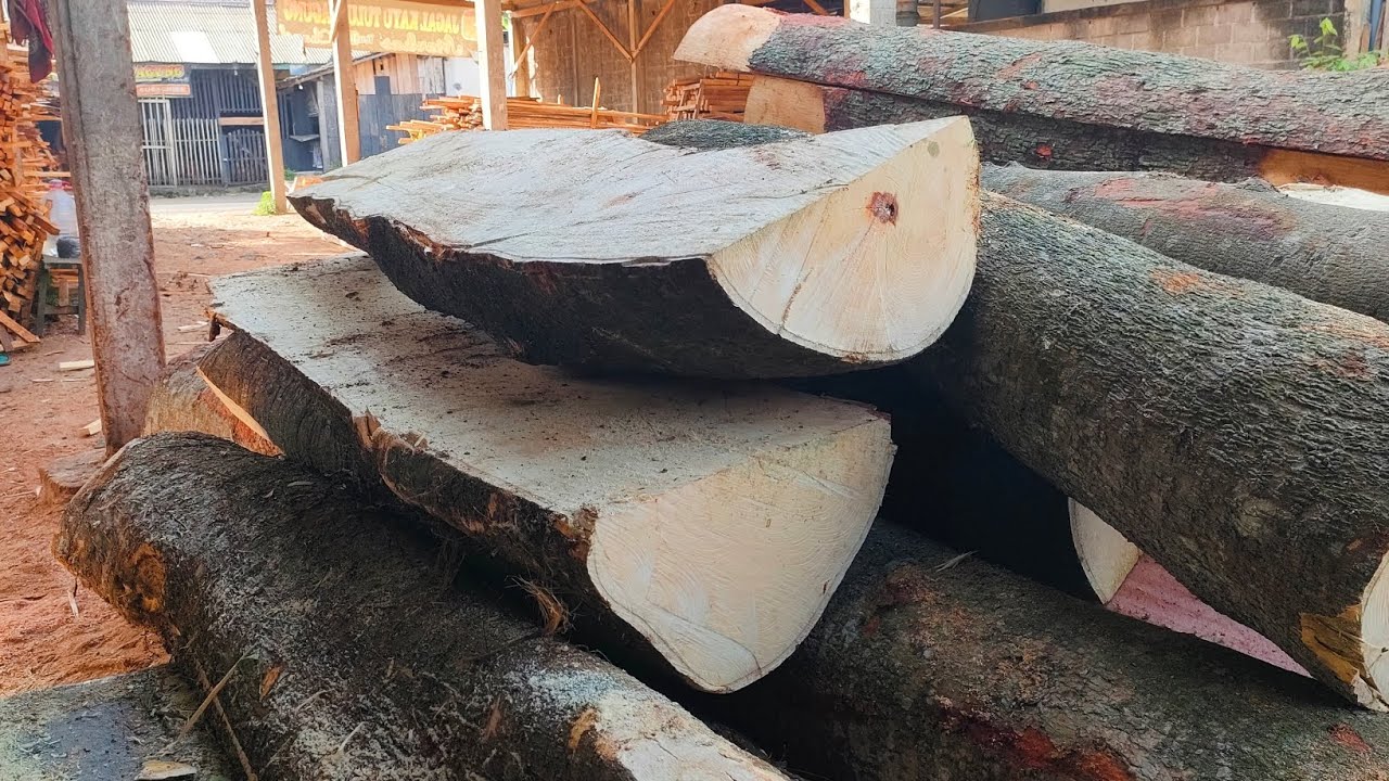 Boss Ketiban Rejeki...Kayu Doyo Super belum di gergaji sudah di borong habis