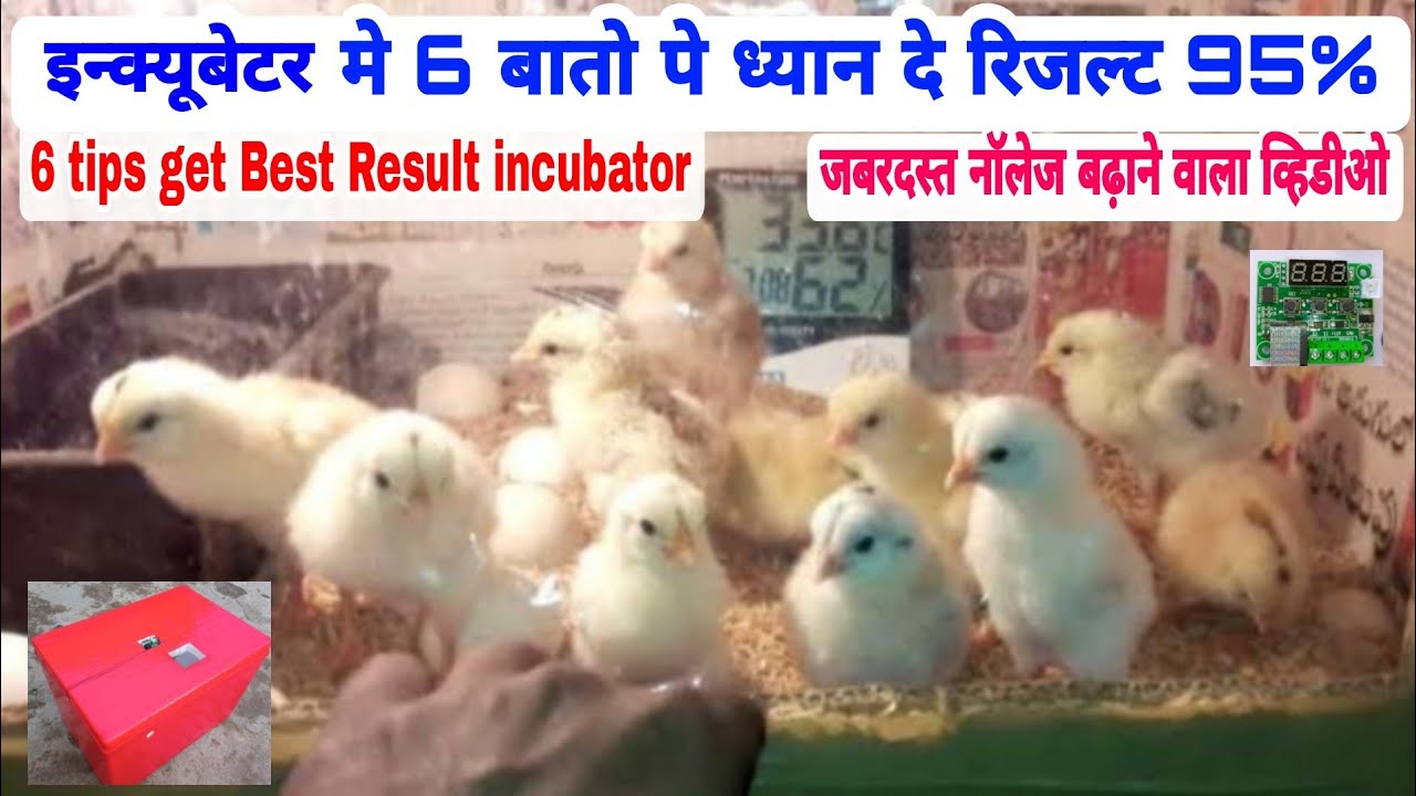 इनक्यूबेटर रिजल्ट 95% | 95% result in incubator | 6 tips get best result in incubator