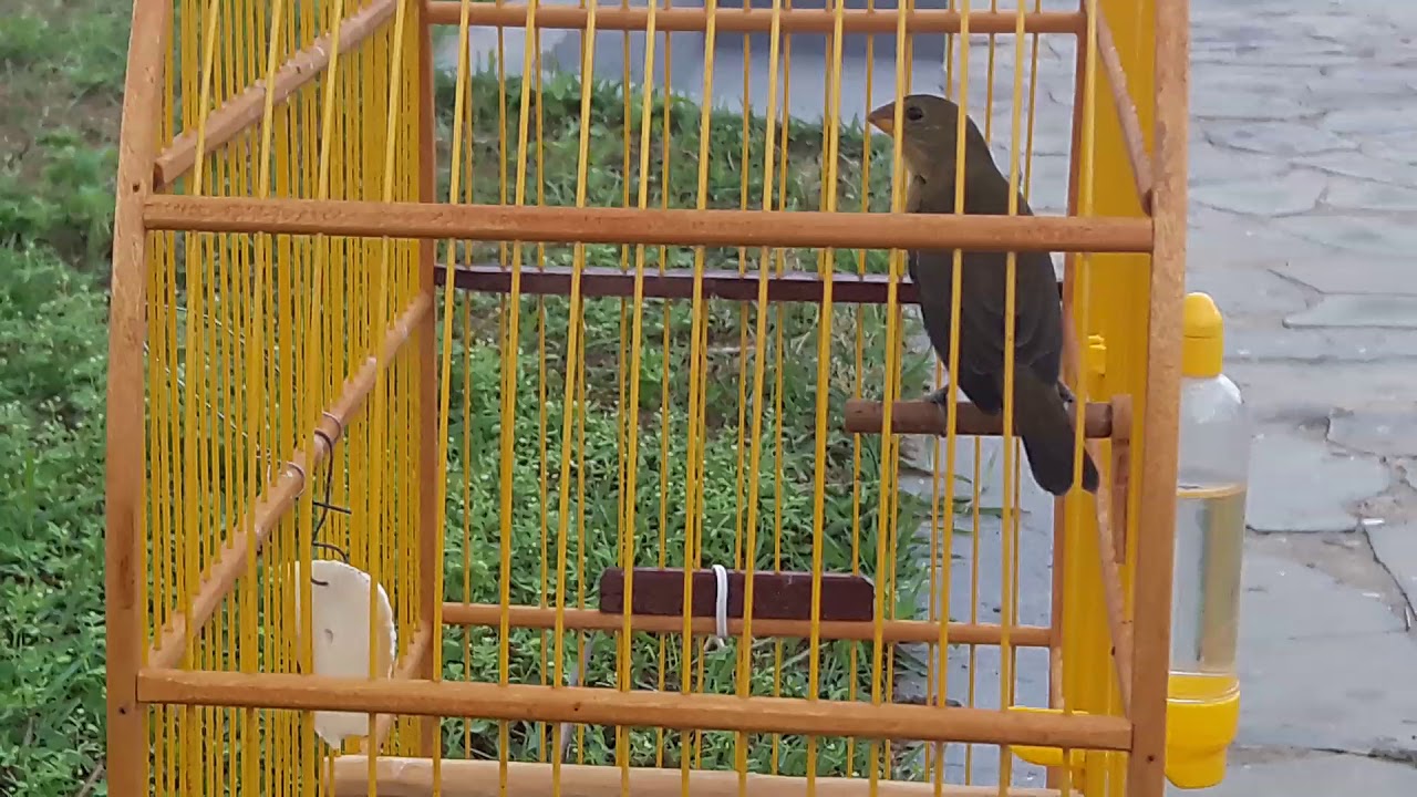 Bigodinho pardo magnífico de Araioses ma