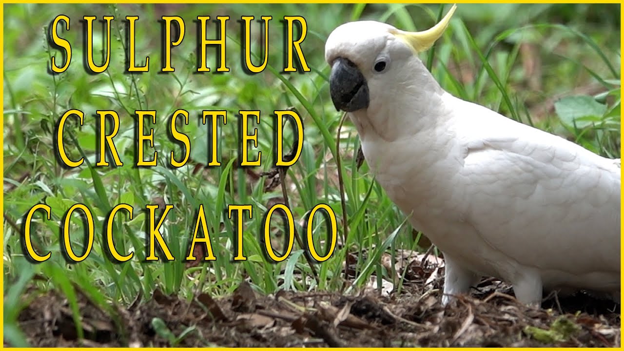 Sulphur crested Cockatoo.
