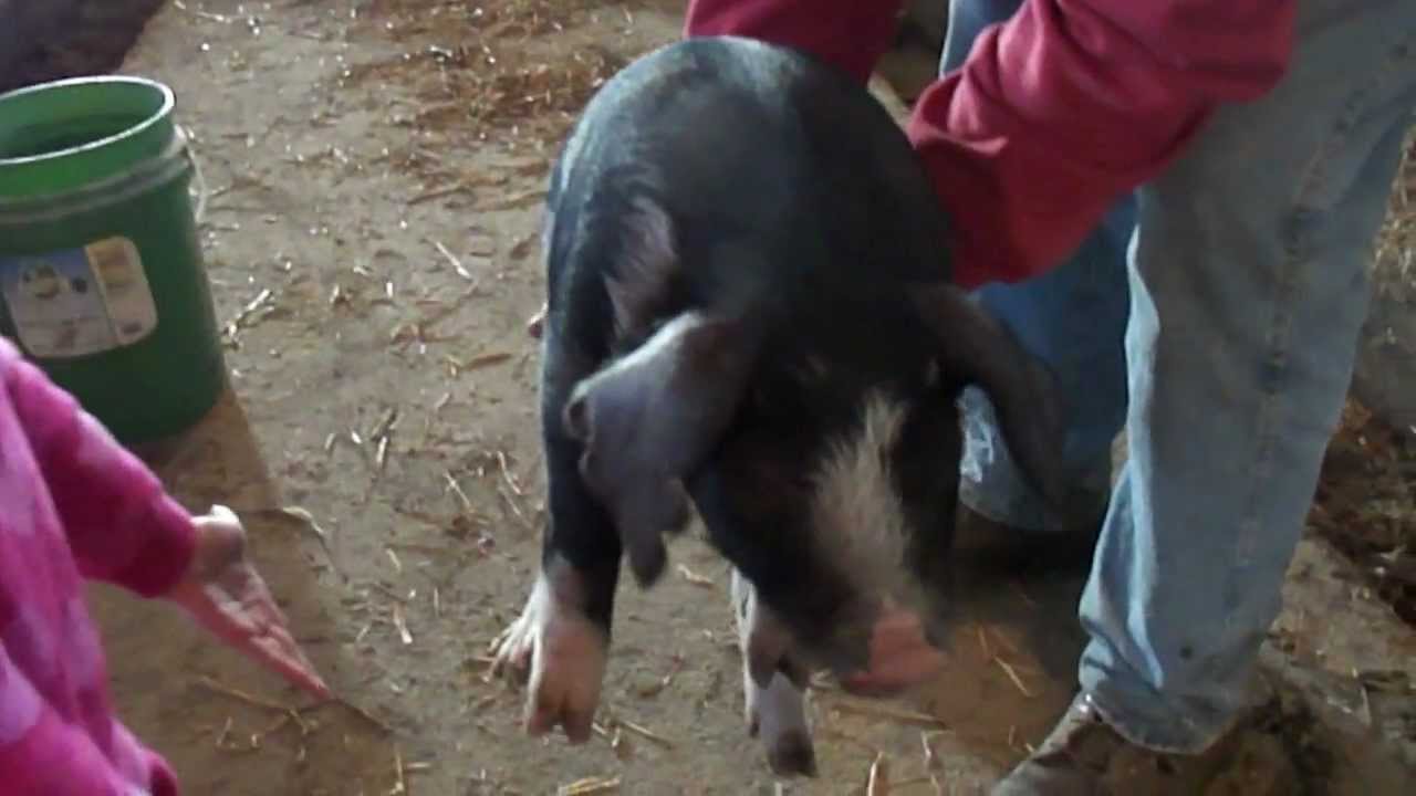 PIG SQUEALS AT MJ!!