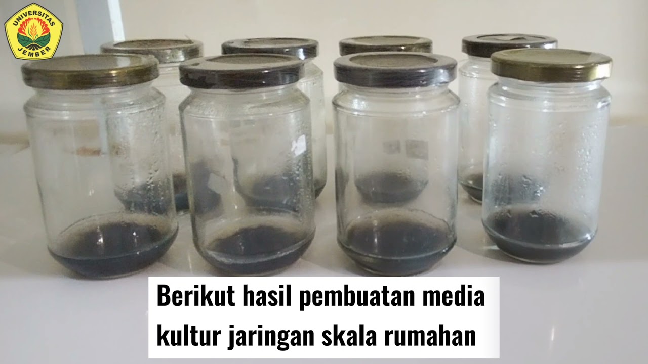 Kultur Jaringan Anggrek Skala Rumahan
