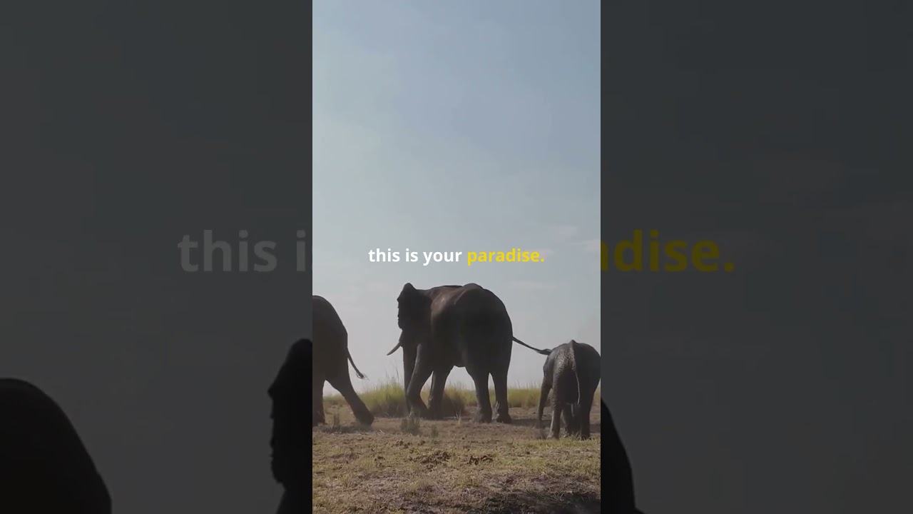 🇿🇲Zambia in 1 minutes #travel #zambia #africa #lusaka #zambezi #victoriafalls #livingstone #kafue