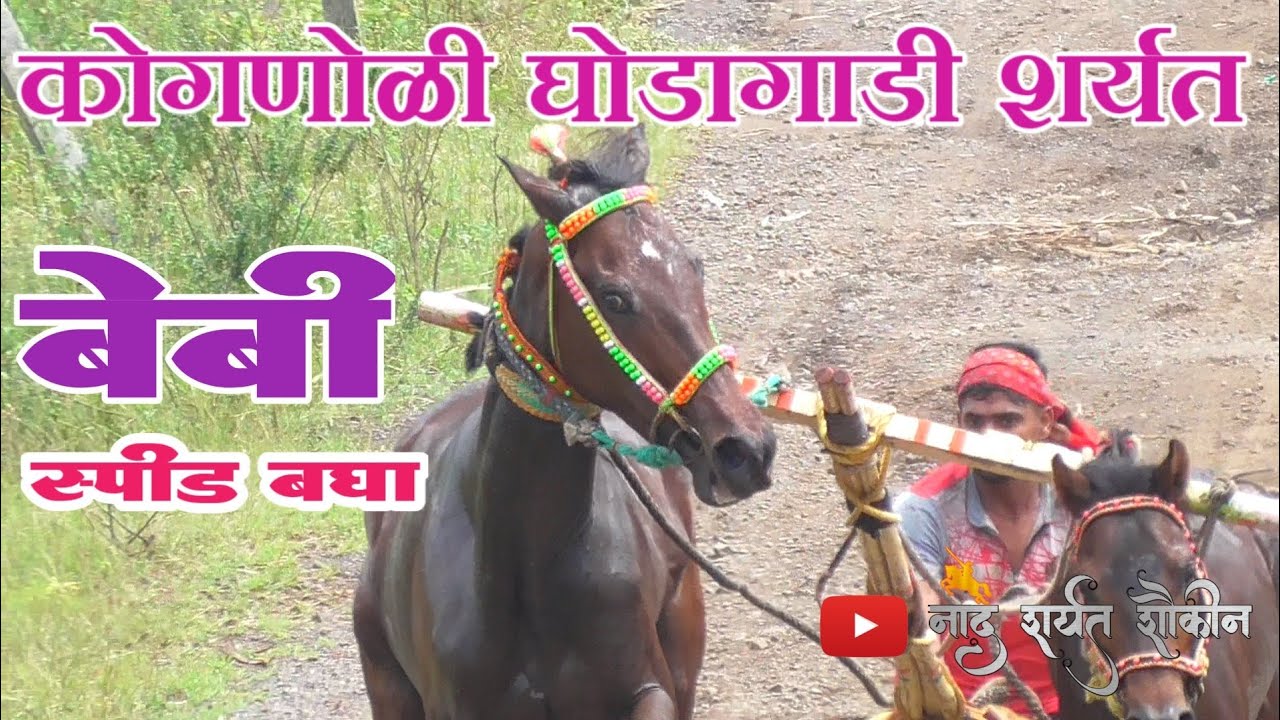 👌🚩😍कोगणोळी घोडागाडी शर्यत | वाळवा बेबी एकचं |