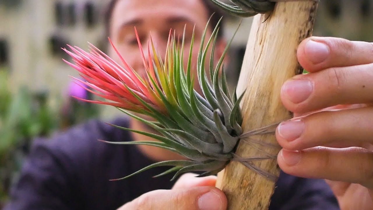 Tillandsia scaposa - Tillandsien Pflege leicht gemacht!