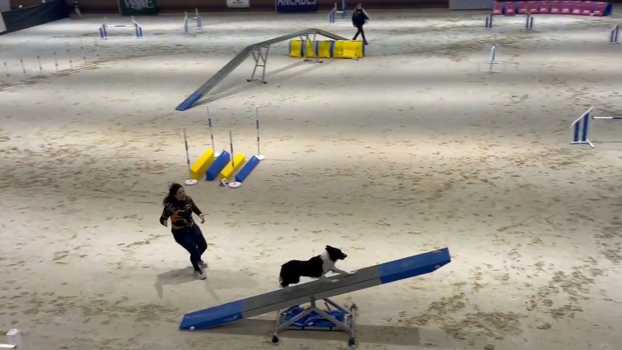 Party Selectiva RSCE Elite Dogs 28-02-26 Agility