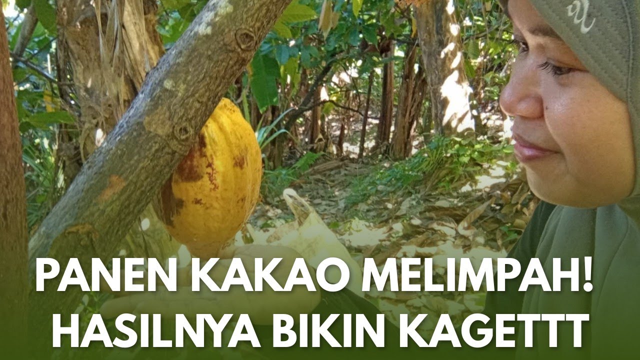 ALHAMDULILLAH! PANEN KAKAO KALI INI PECAH REKOR