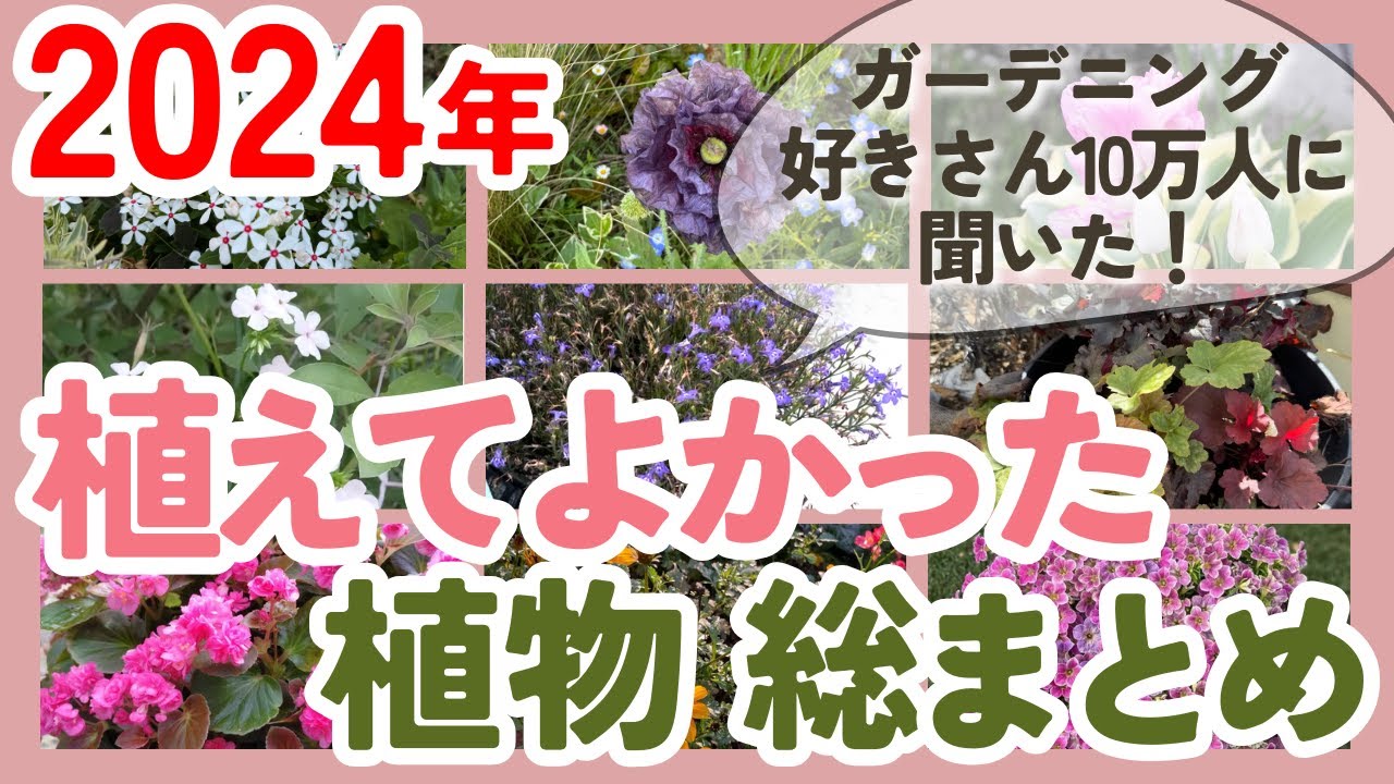 植物選びの参考に💐2024年植えてよかった植物を季節別に紹介‼️【ガーデニング】【園芸】