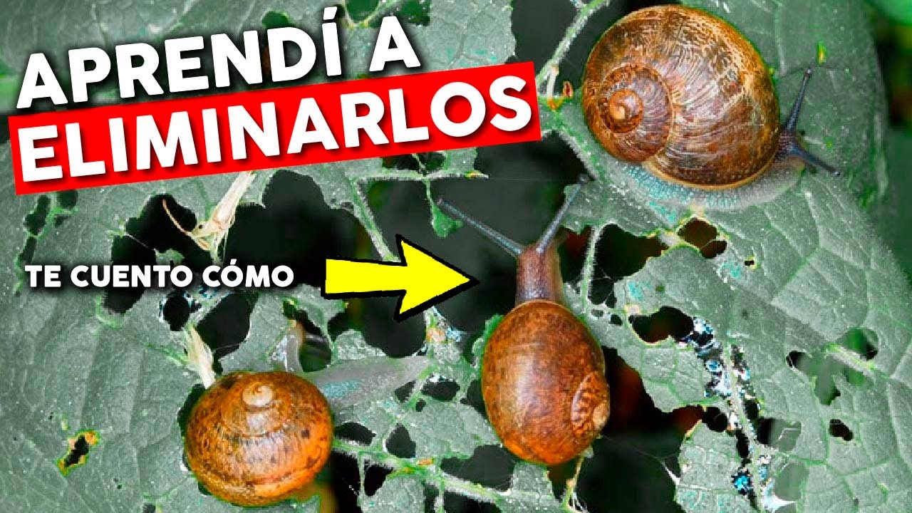 🐌 Como eliminar CARACOLES y BABOSAS. Qué FUNCIONA y qué NO?