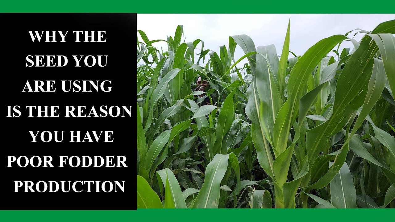 WHICH SEED SHOULD YOU PLANT FOR THE BEST FODDER PRODUCTION? DOES SEED SELECTION MATTER?