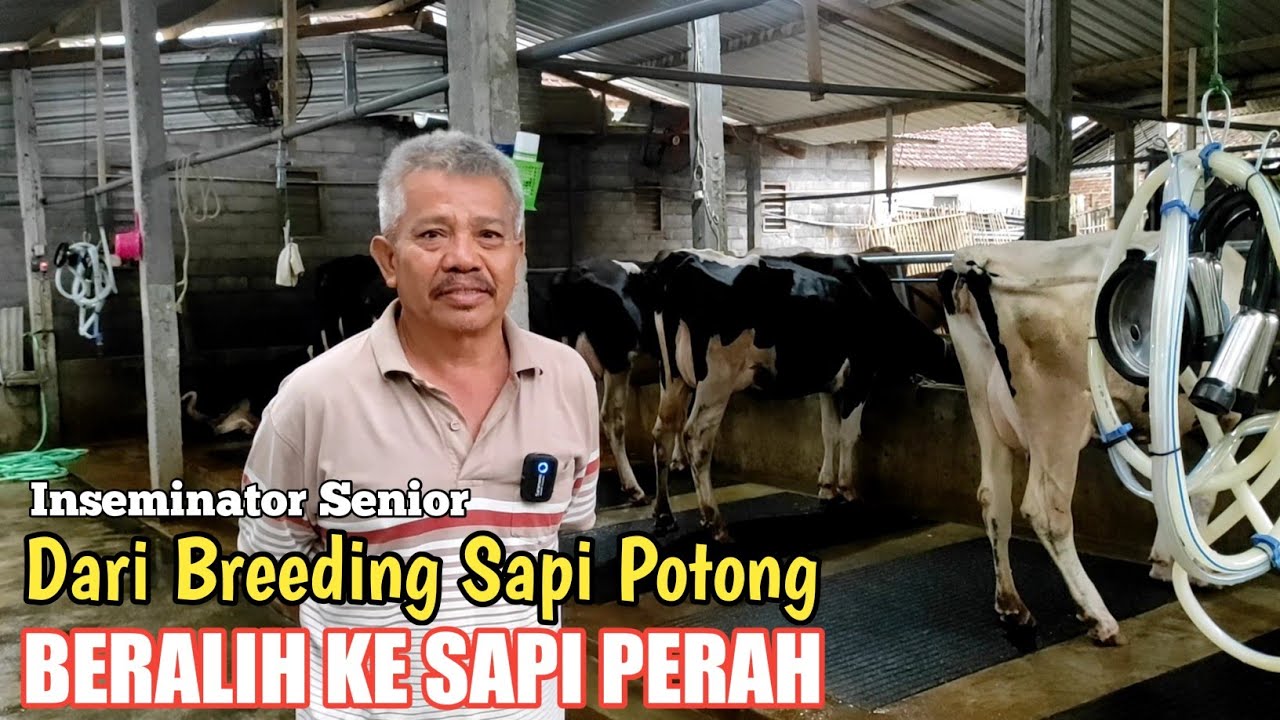 Inseminator Senior Beralih memilih Sapi Perah setelah Breeding Sapi Potong, Untung Mana.??