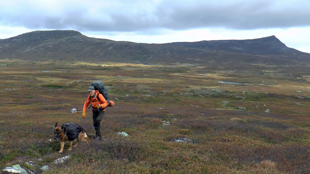 Fjällvandring 2024 - Saxnäs - Borgafjäll