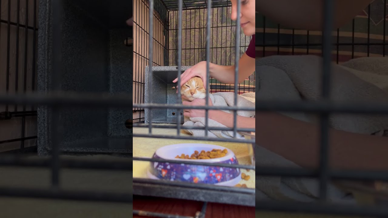 Assessing and petting a fearful cat