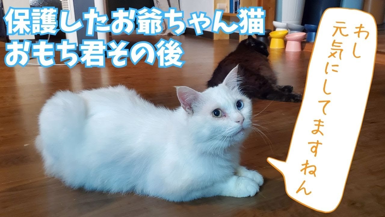 保護したお爺ちゃん猫「おもち君」のその後／鳥取県岩美町で田舎暮らし