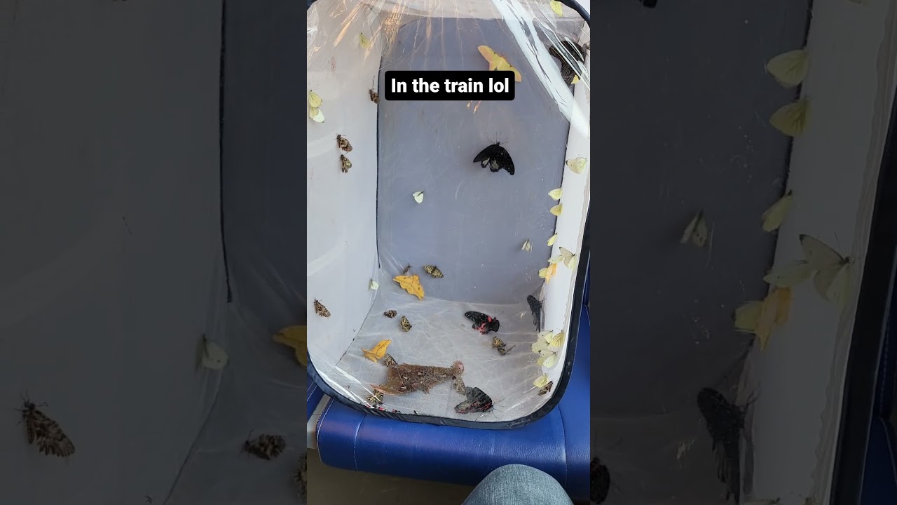 Bart Coppens in the train