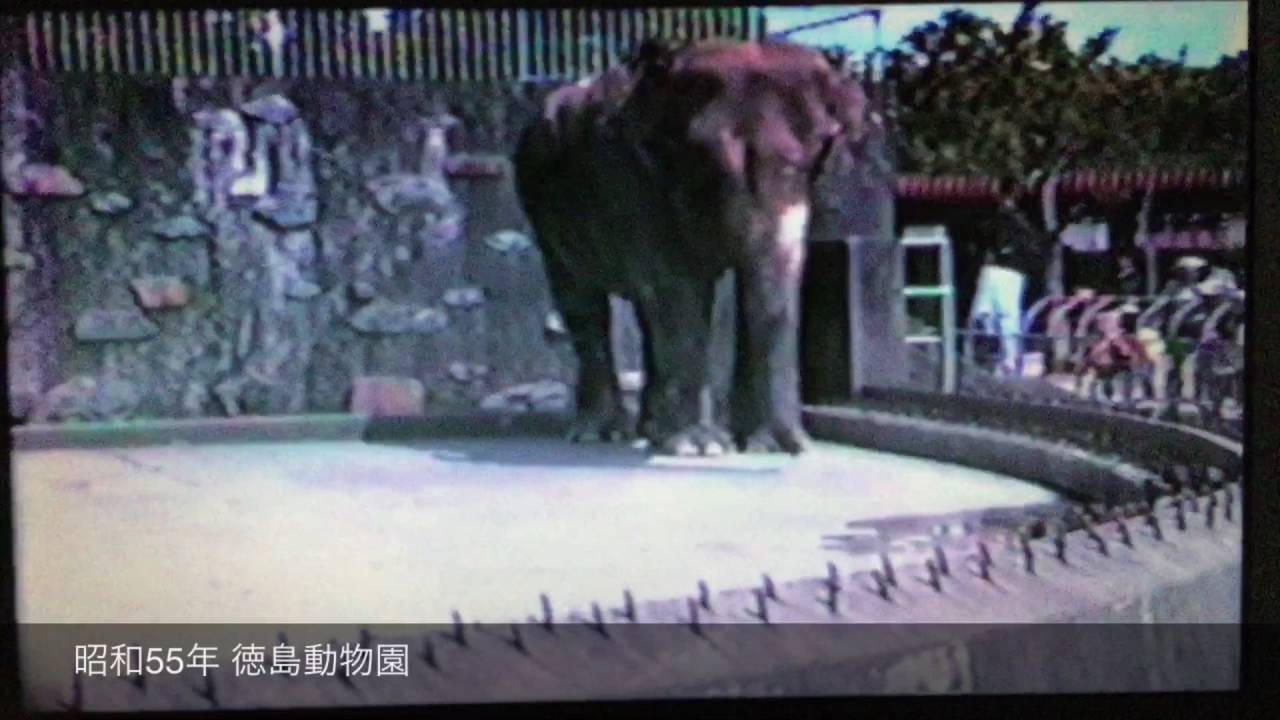 昭和55年 徳島動物園の動画ですjapanese Scenery